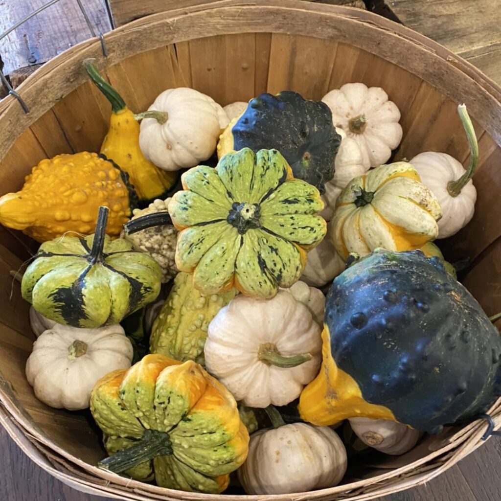 Berry Fruit Farm basket of gourds