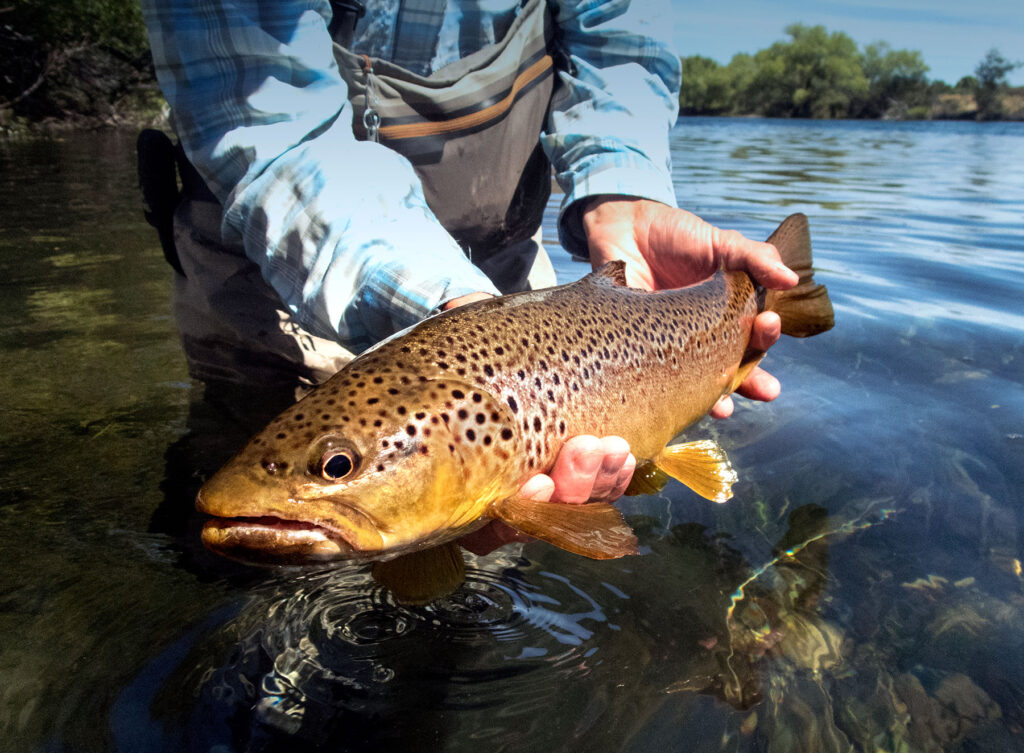 Brown Trout are abundant and popular for fishing in Maine's Lakes and Mountains