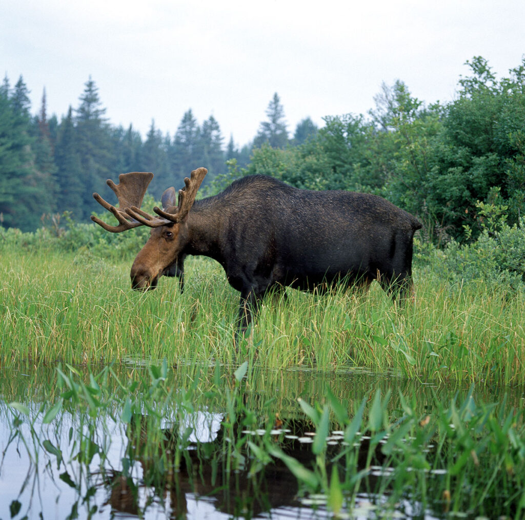 Bull Moose grazing with full rack of antlers.