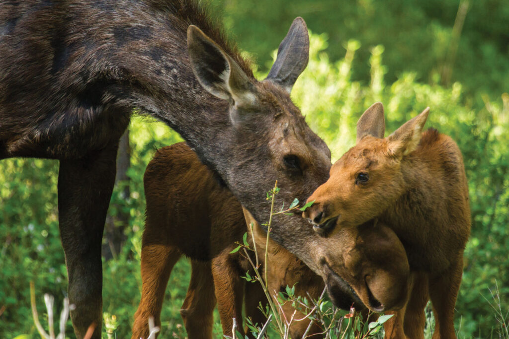 Springtime moose family