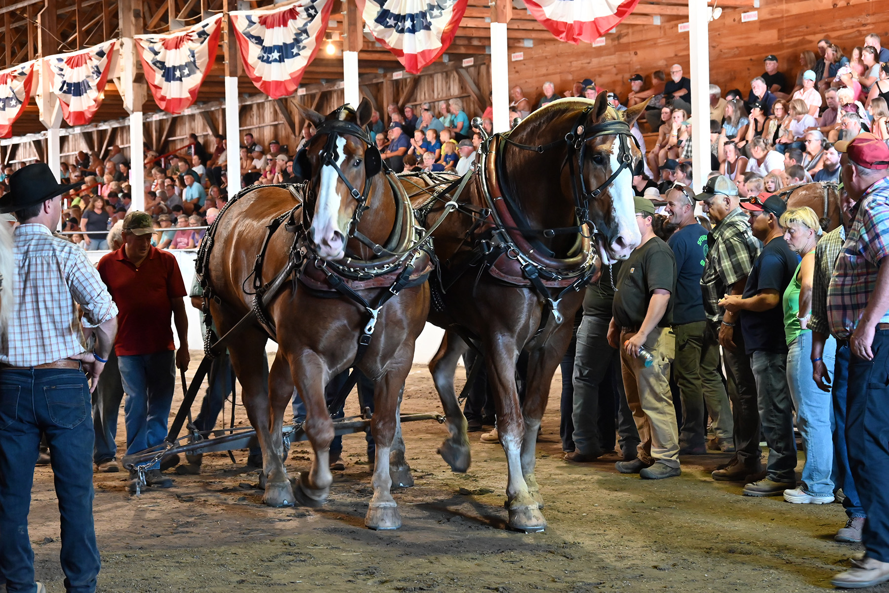 Horses in the pulling ring at the Fryeburg Fair.