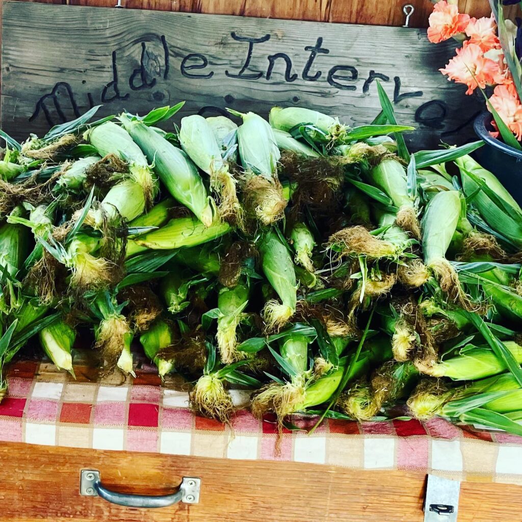 Middle Intervale Farm fresh picked corn