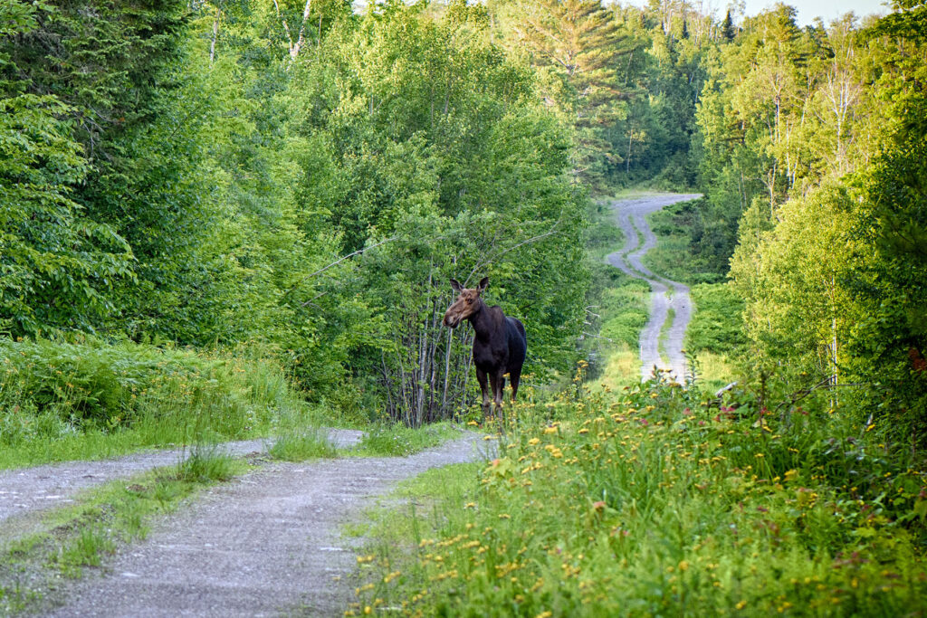 Juvenile moose out for a walk on a rural road.