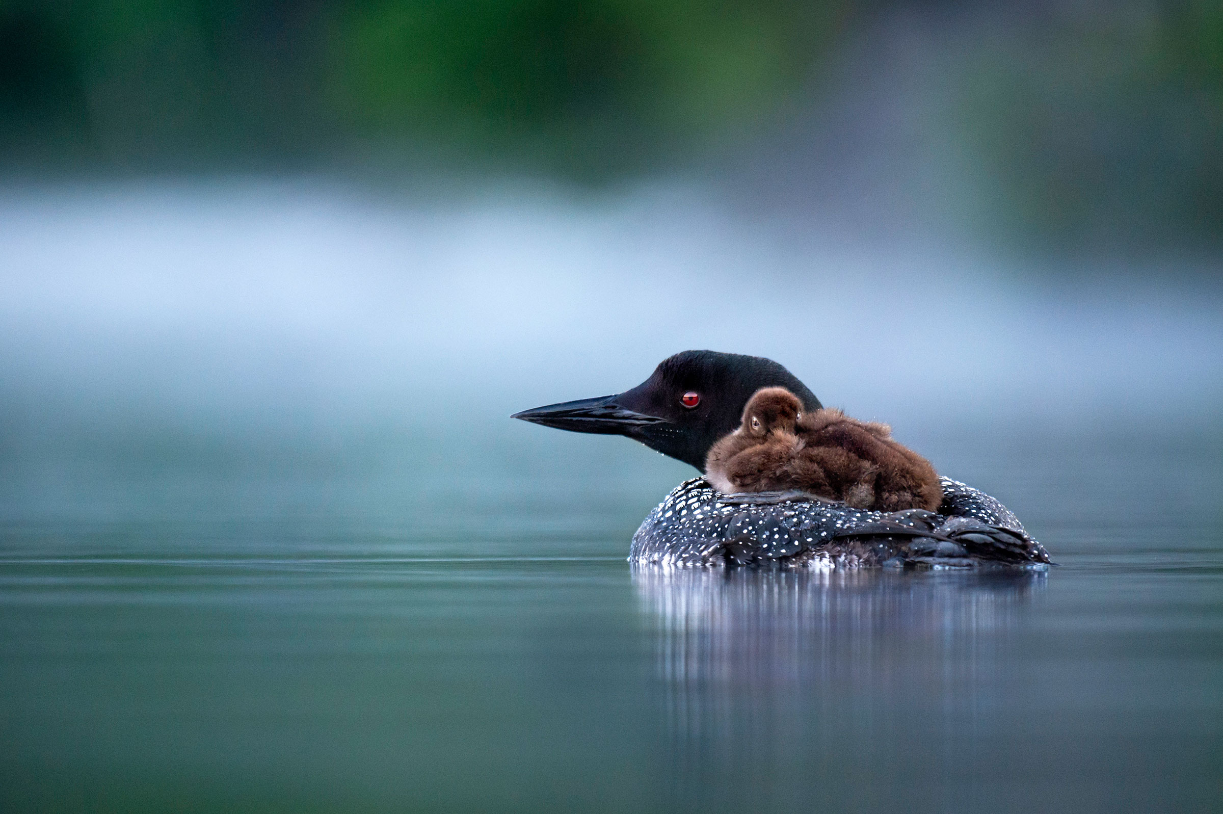 Birding | Things To Do | Maine's Lakes And Mountains