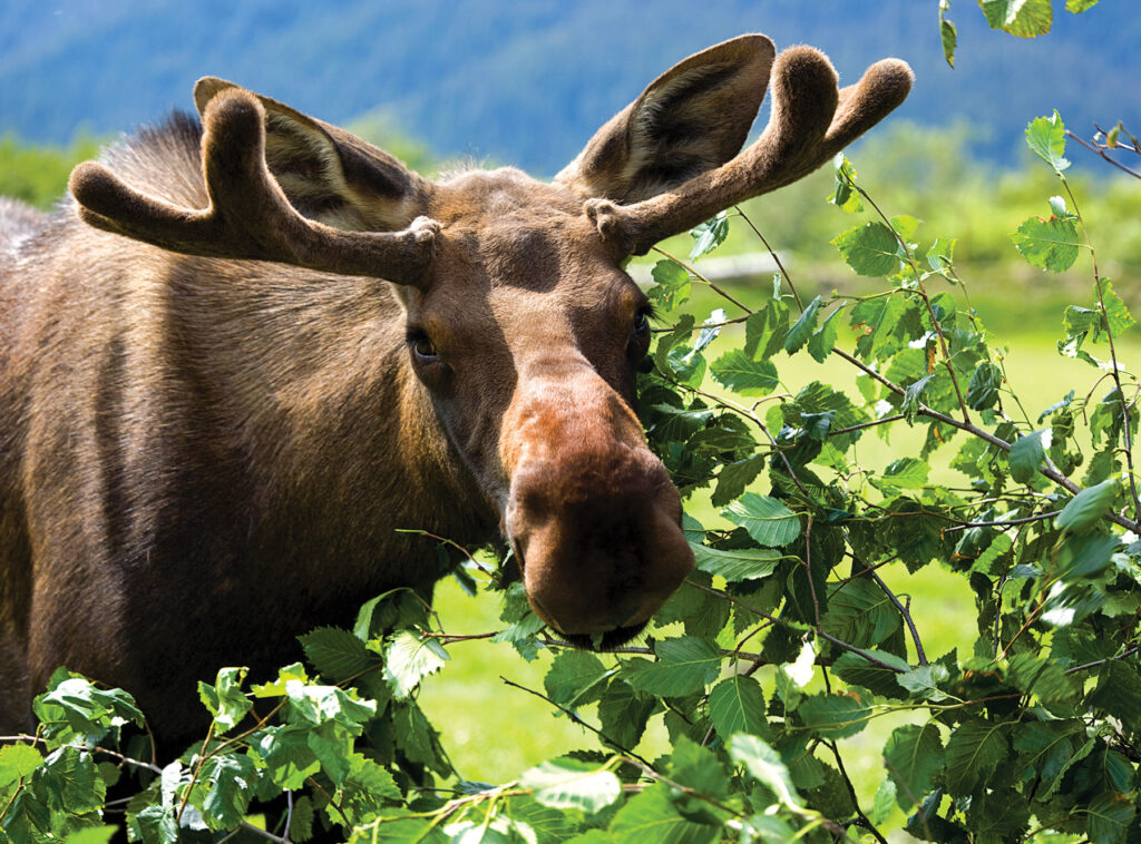 Up close with a young bull moose.