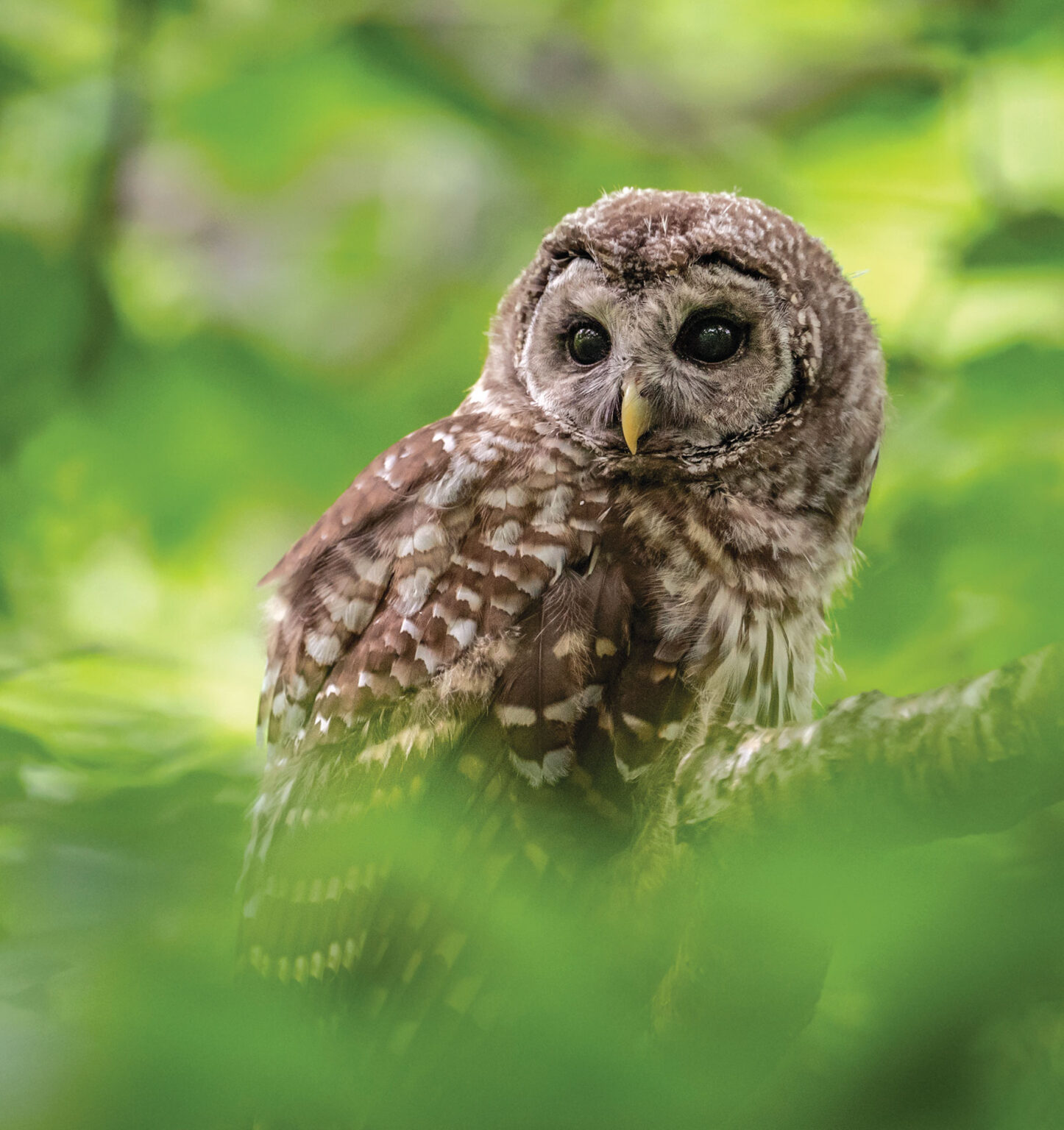 Maine Birding Owl